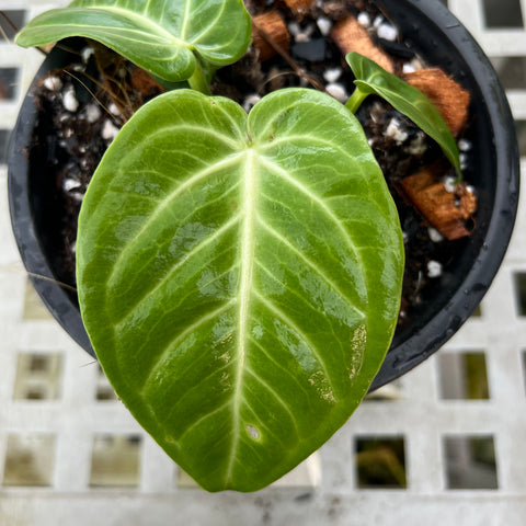 Anthurium Villenaorum
