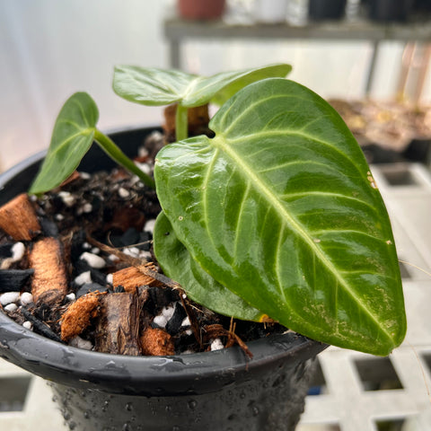 Anthurium Villenaorum