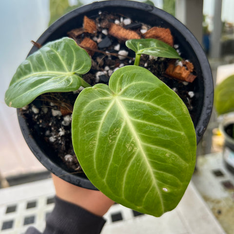 Anthurium Villenaorum