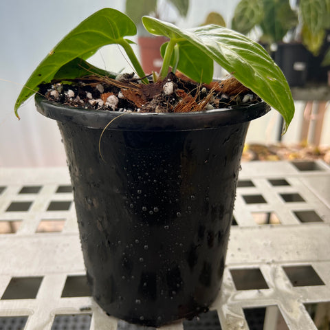 Anthurium Villenaorum