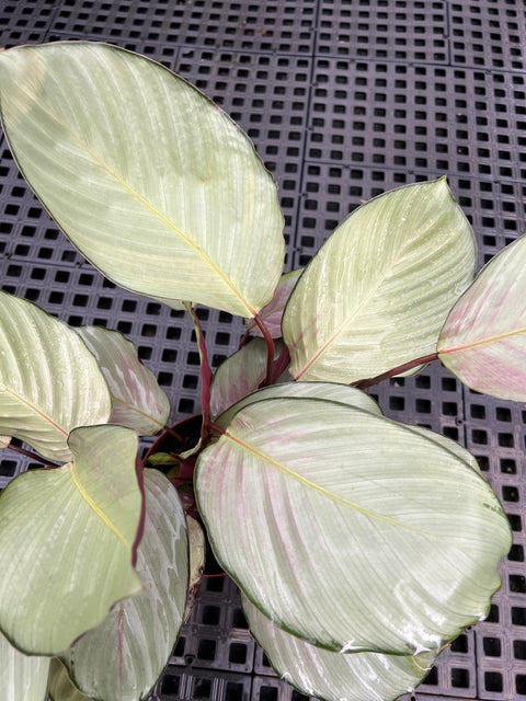 Calathea Silver Plate