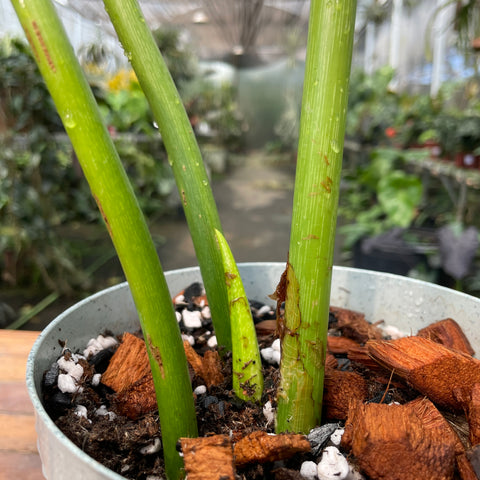 Philodendron Mcdowell