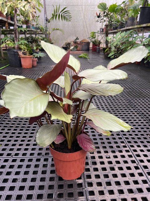 Calathea Silver Plate