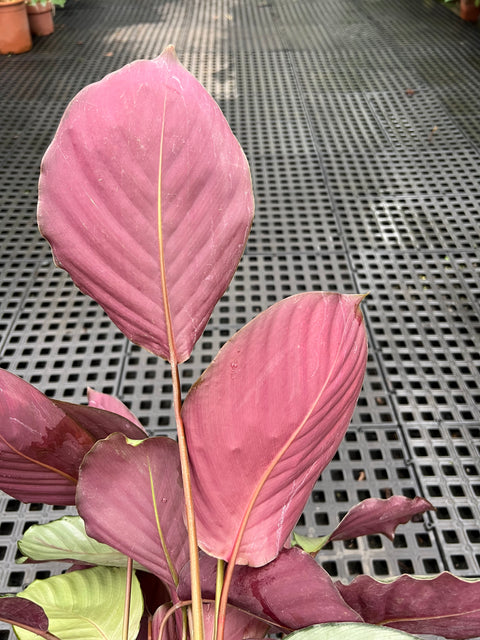Calathea Silver Plate
