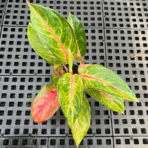 Aglaonema Diamond Star