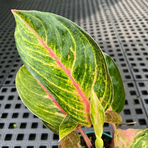 Aglaonema Diamond Star
