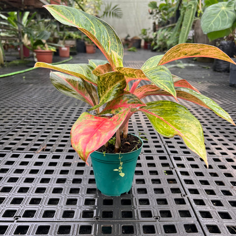 Aglaonema Diamond Star