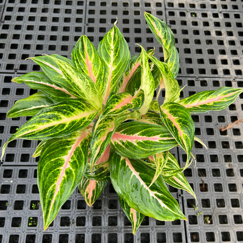 Aglaonema Panama Pink