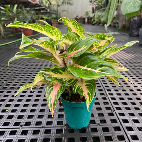 Aglaonema Panama Pink