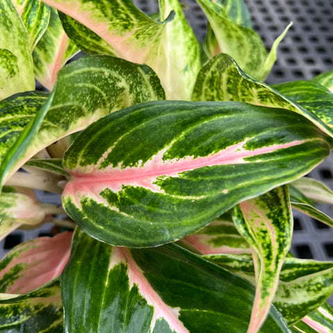 Aglaonema Panama Pink