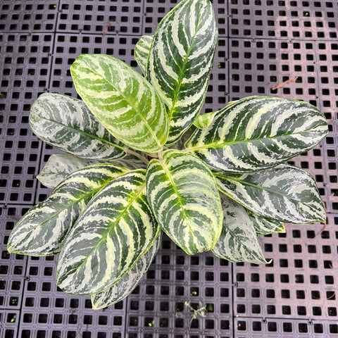 Aglaonema Silver Curly