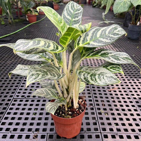 Aglaonema Silver Curly