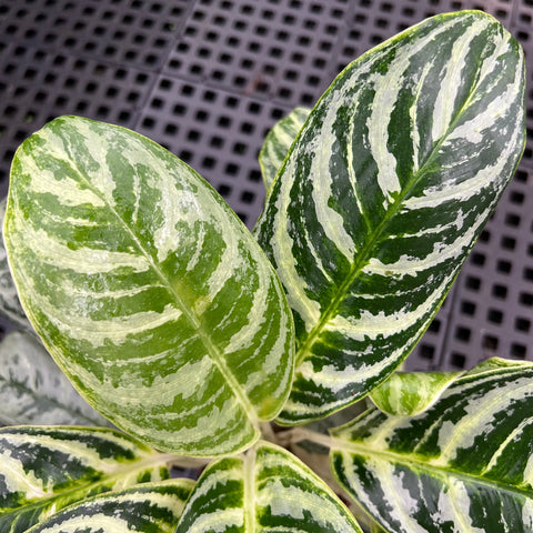 Aglaonema Silver Curly