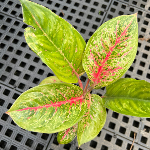 Aglaonema Karat
