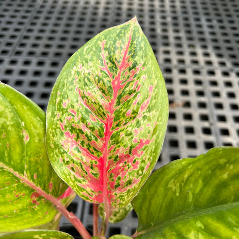 Aglaonema Karat