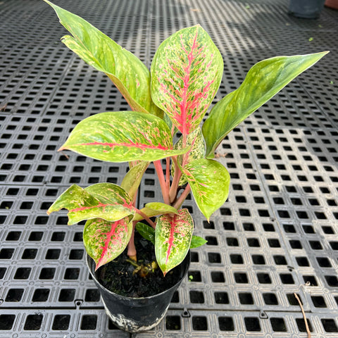 Aglaonema Karat