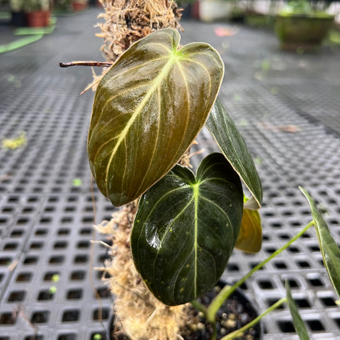 Philodendron melanochrysum