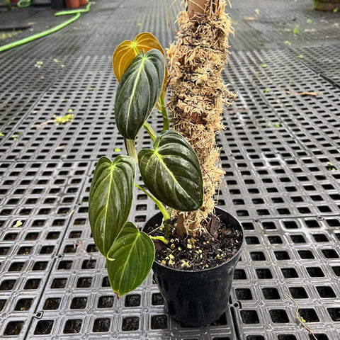 Philodendron melanochrysum