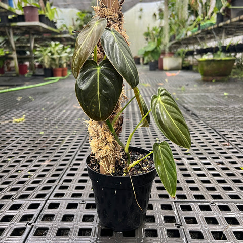 Philodendron melanochrysum