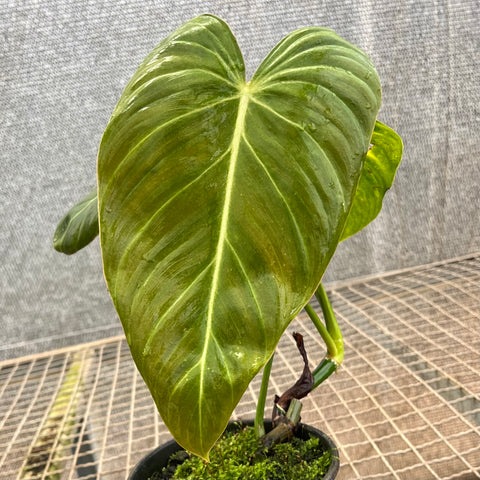 Philodendron 'Glorious’