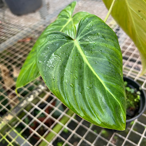 Philodendron 'Glorious’