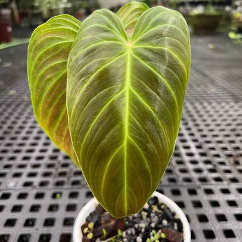 Philodedron 'splendid'