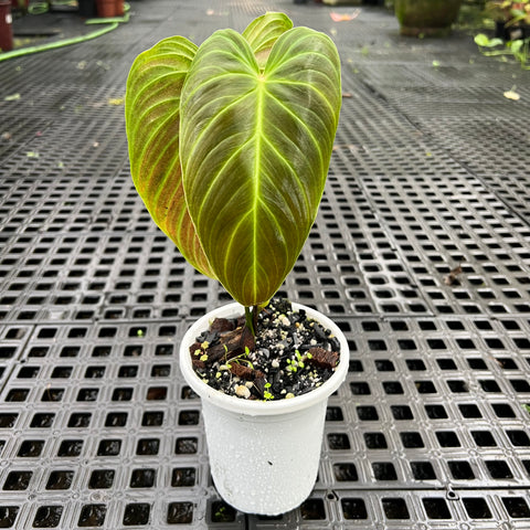 Philodedron 'splendid'