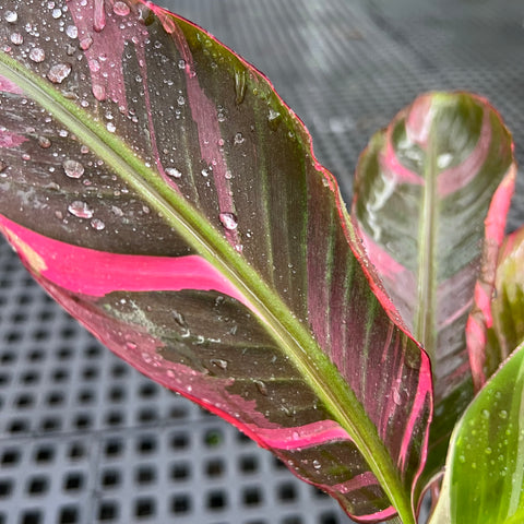 Musa Nono Pink 'variegata'
