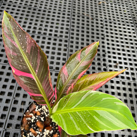 Musa Nono Pink 'variegata'