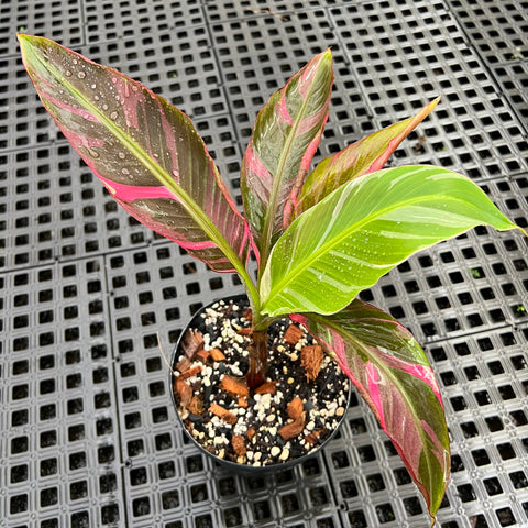 Musa Nono Pink 'variegata'