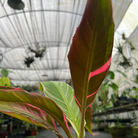 Musa Nono Pink 'variegata'