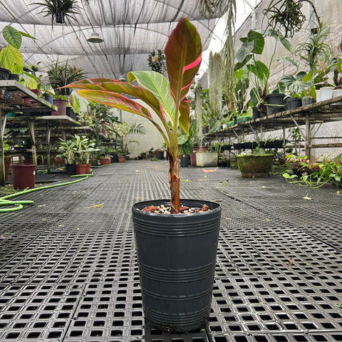 Musa Nono Pink 'variegata'
