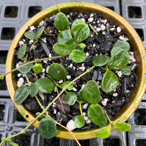 Hoya Serpens