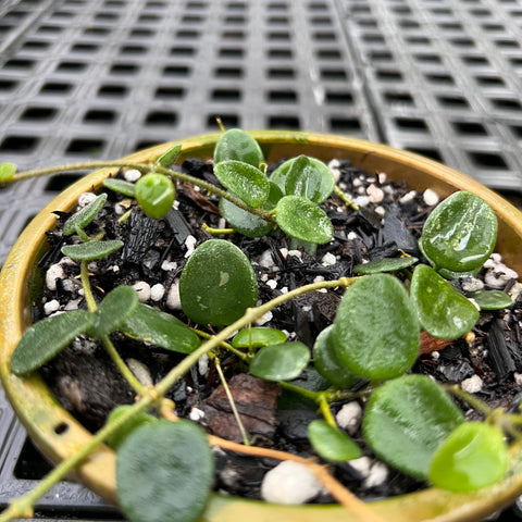Hoya Serpens