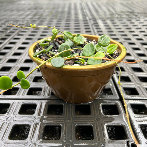 Hoya Serpens