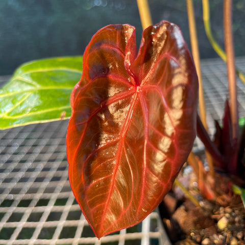 Anthurium Botanic - variação 02