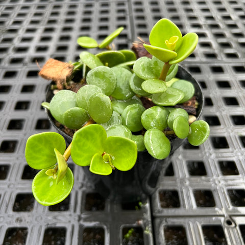 Peperomia 'Hope' (Peperomia tetraphylla)