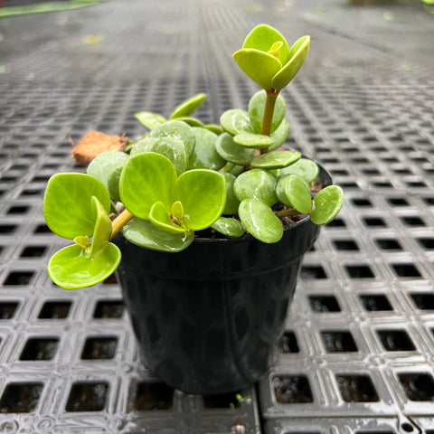 Peperomia 'Hope' (Peperomia tetraphylla)