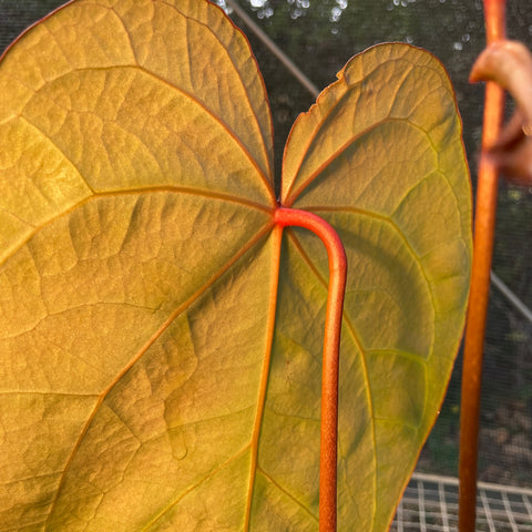 Anthurium Botanic - variação 02