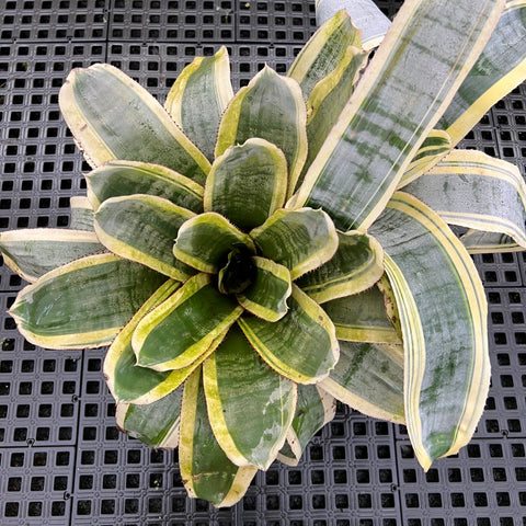 Aechemea fasciata 'Albo-marginata'