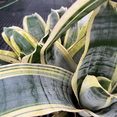 Aechemea fasciata 'Albo-marginata'