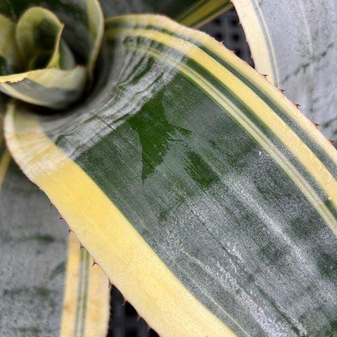 Aechemea fasciata 'Albo-marginata'