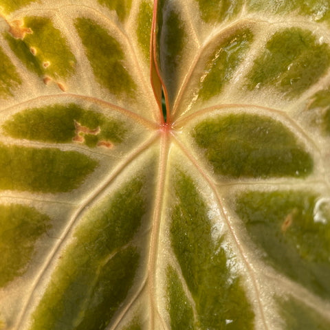 Anthurium Botanic - variação 03