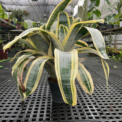 Aechemea fasciata 'Albo-marginata'