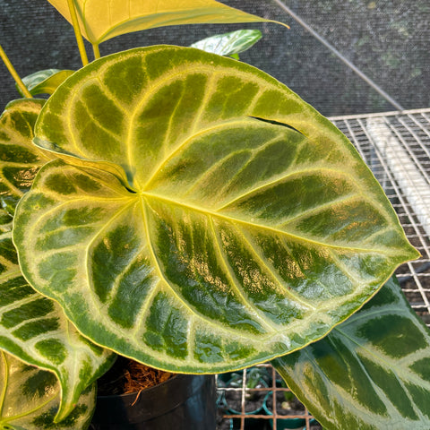 Anthurium Botanic - variação 04