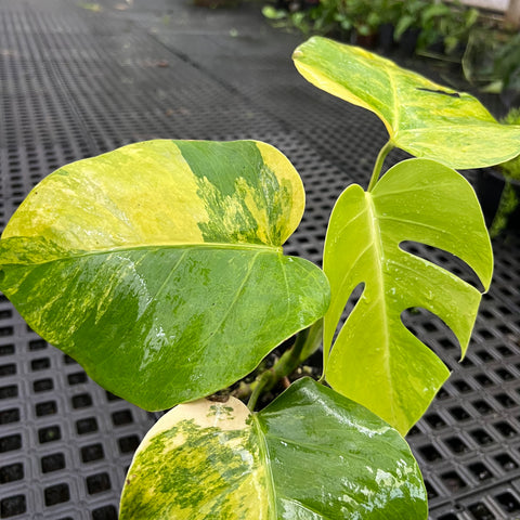 Monstera deliciosa 'áurea variegata'