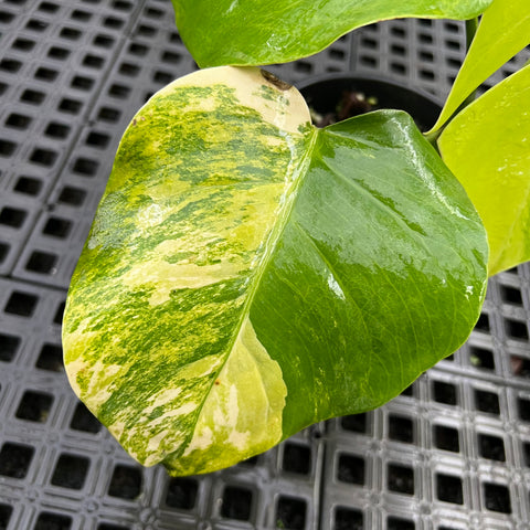 Monstera deliciosa 'áurea variegata'
