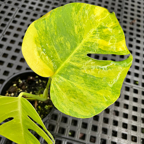 Monstera deliciosa 'áurea variegata'