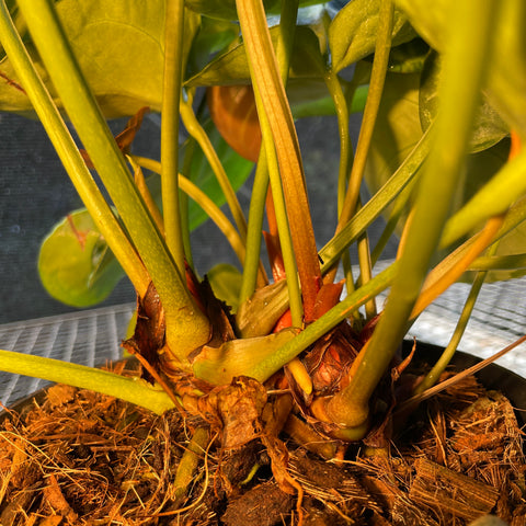 Anthurium Botanic - variação 04