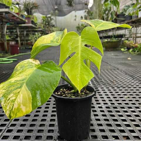 Monstera deliciosa 'áurea variegata'